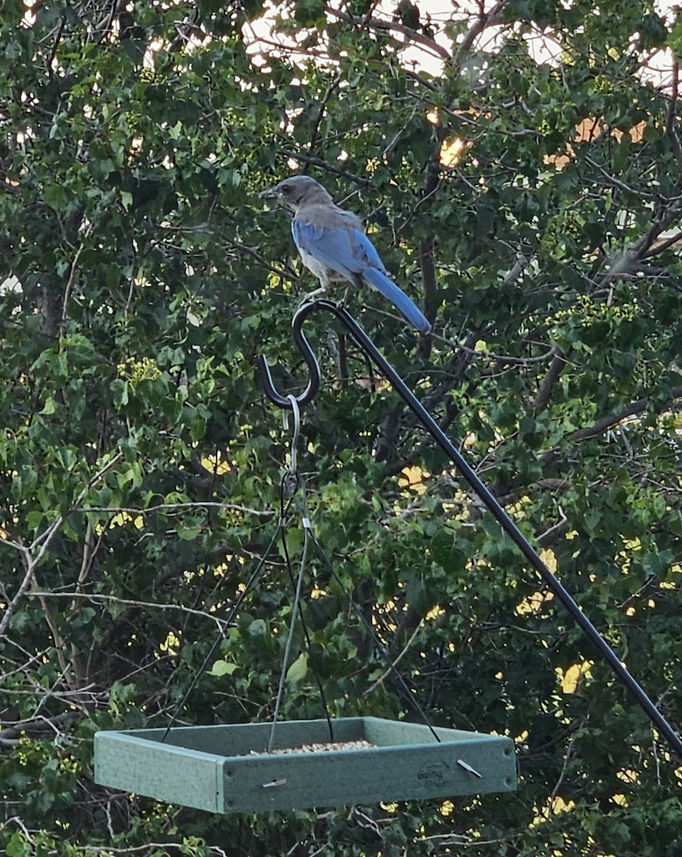 Woodhouse's Scrub-Jay - ML622093811