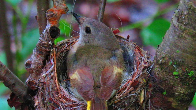 American Redstart - ML622093812