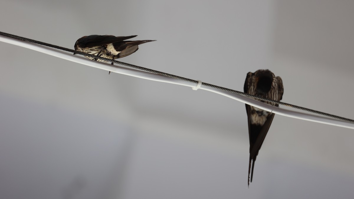 Striated Swallow - ML622093815