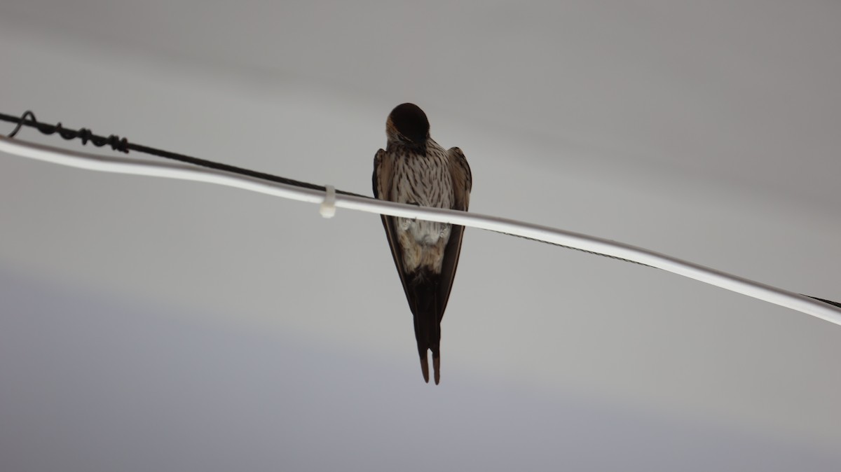 Striated Swallow - ML622093816