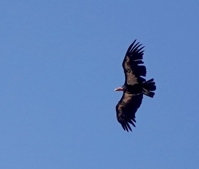 California Condor - ML622093817