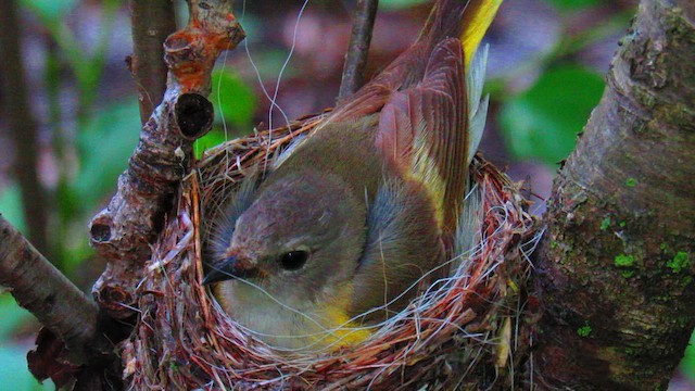 American Redstart - ML622093829