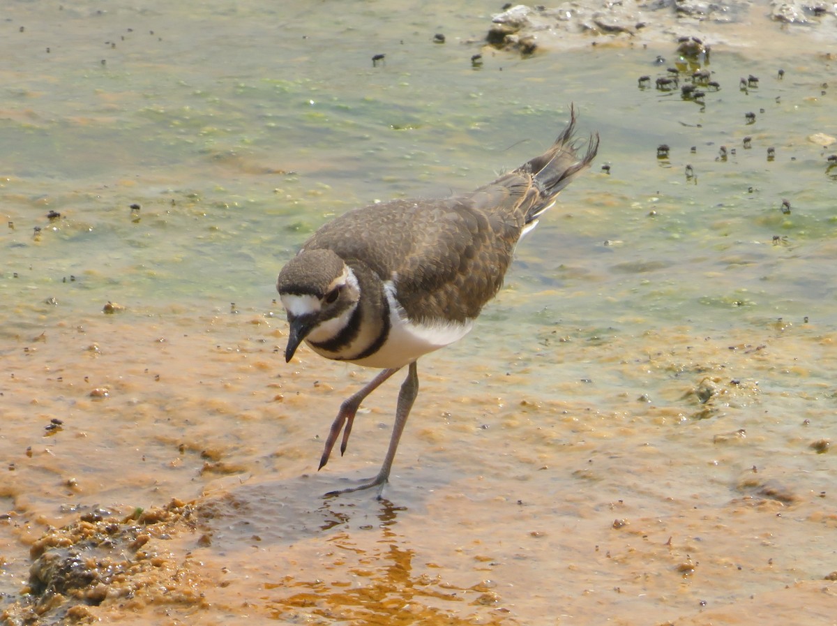 Killdeer - Aidan Sinha