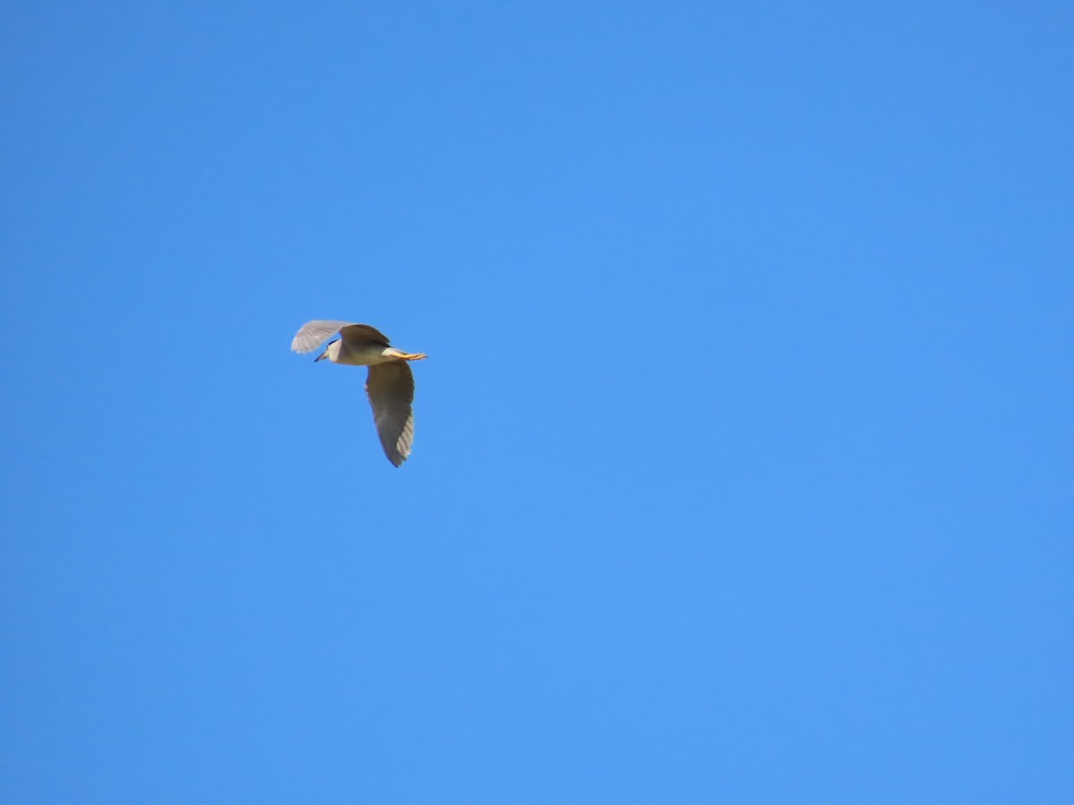 Black-crowned Night Heron - ML622093899