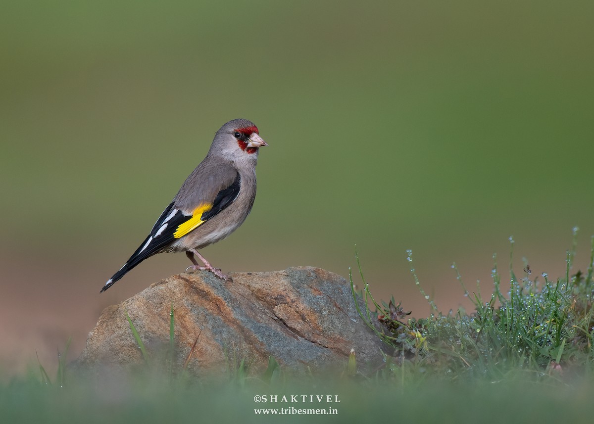 Gray-crowned Goldfinch - Shakti - Tribesmen.in