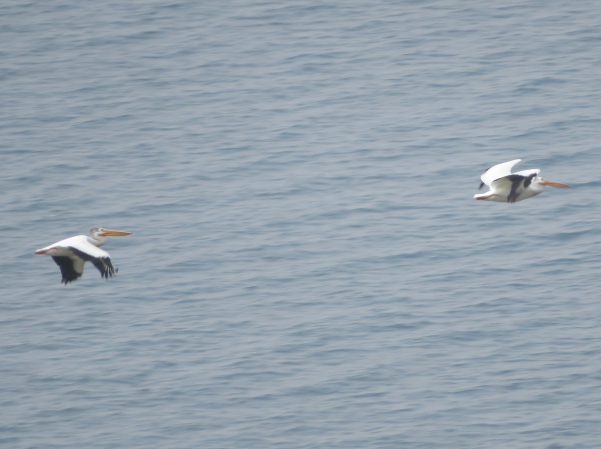 American White Pelican - ML622093918