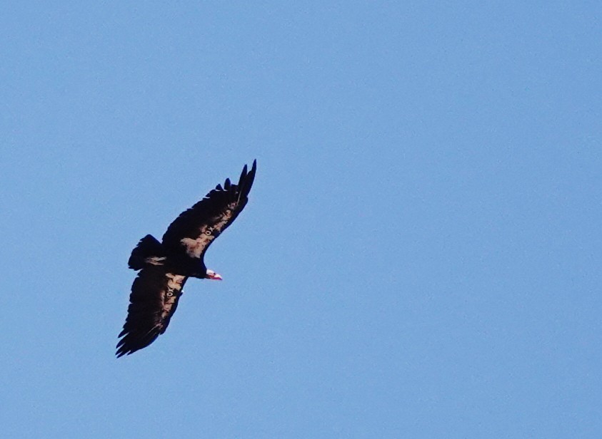 California Condor - ML622093924