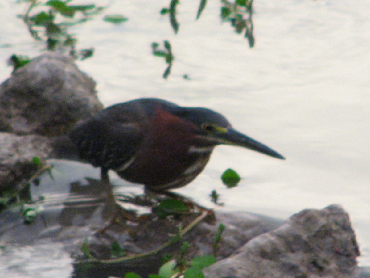 Green Heron - ML622093967