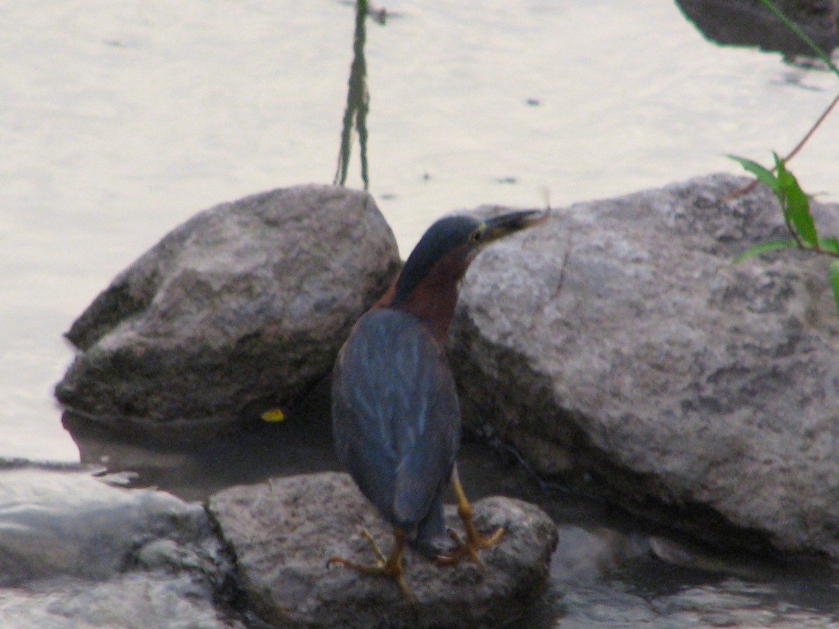 Green Heron - ML622093968