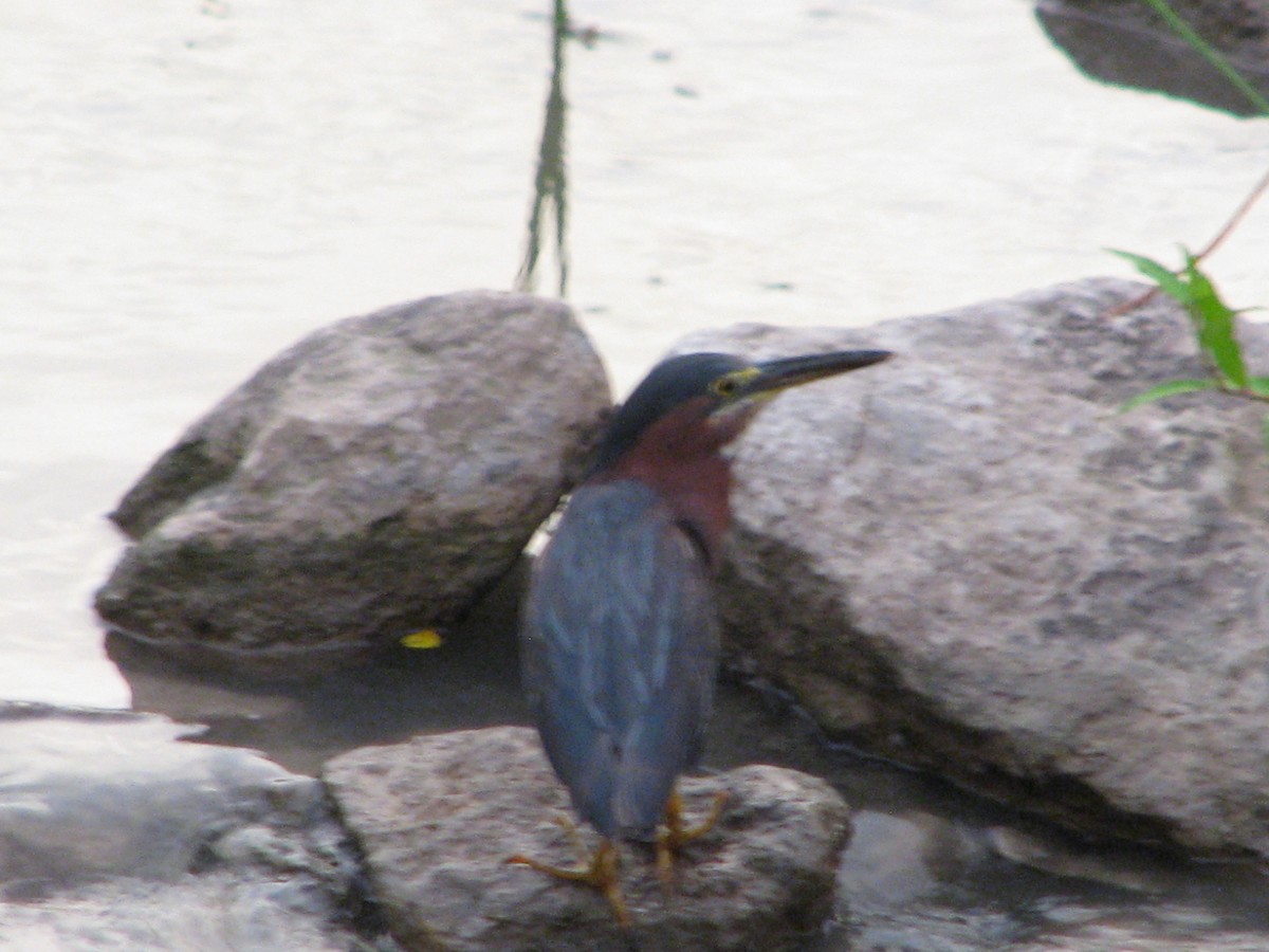 Green Heron - ML622093969