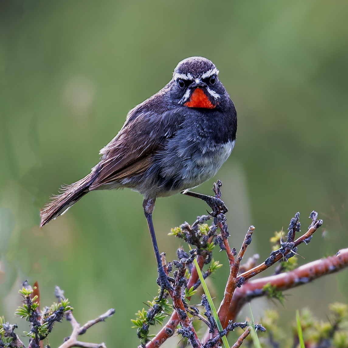 Chinese Rubythroat - ML622093971