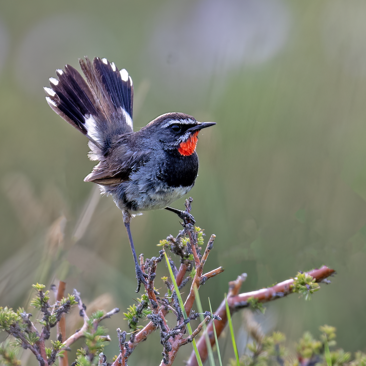 Chinese Rubythroat - ML622093972