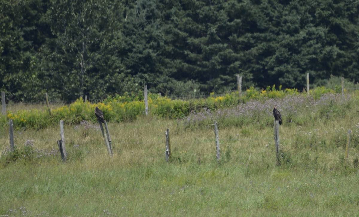 Turkey Vulture - ML622093979