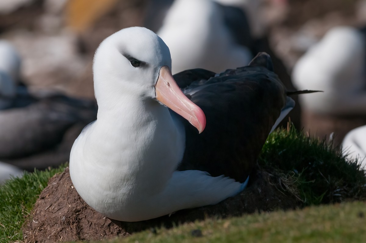 Black-browed Albatross - ML622093980