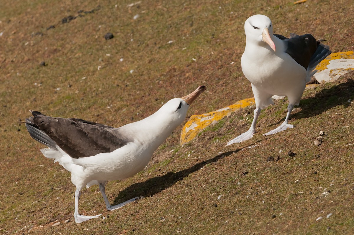 Black-browed Albatross - ML622093982