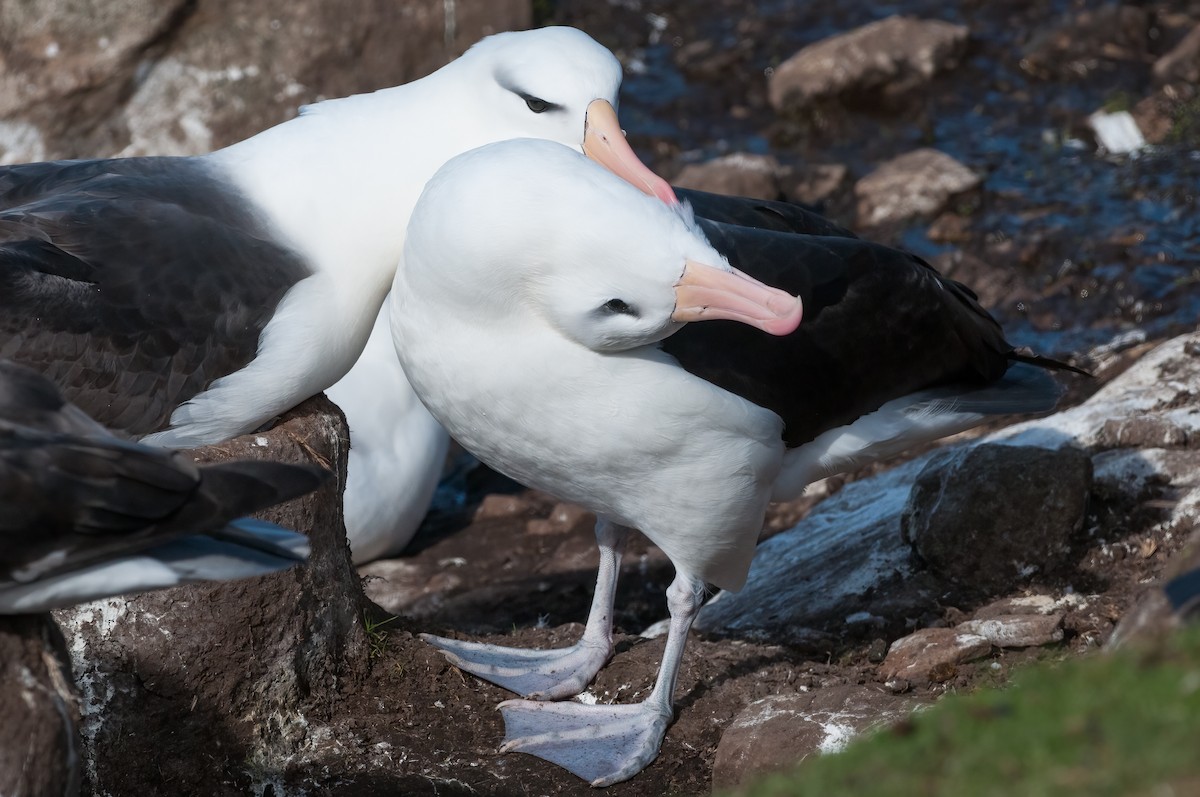 Black-browed Albatross - ML622093983