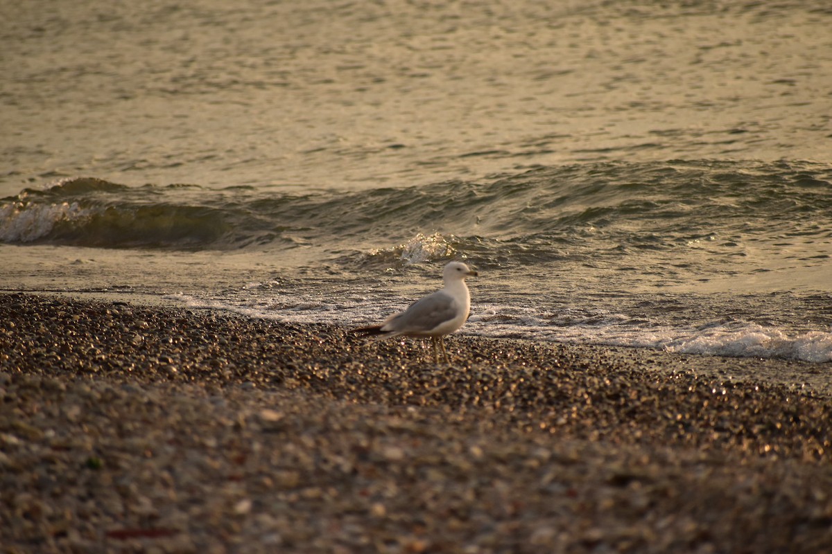 Ring-billed Gull - ML622093984