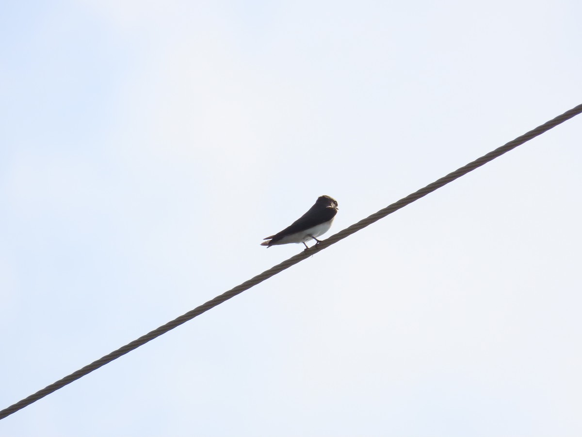 Gray-throated Martin - ML622093989