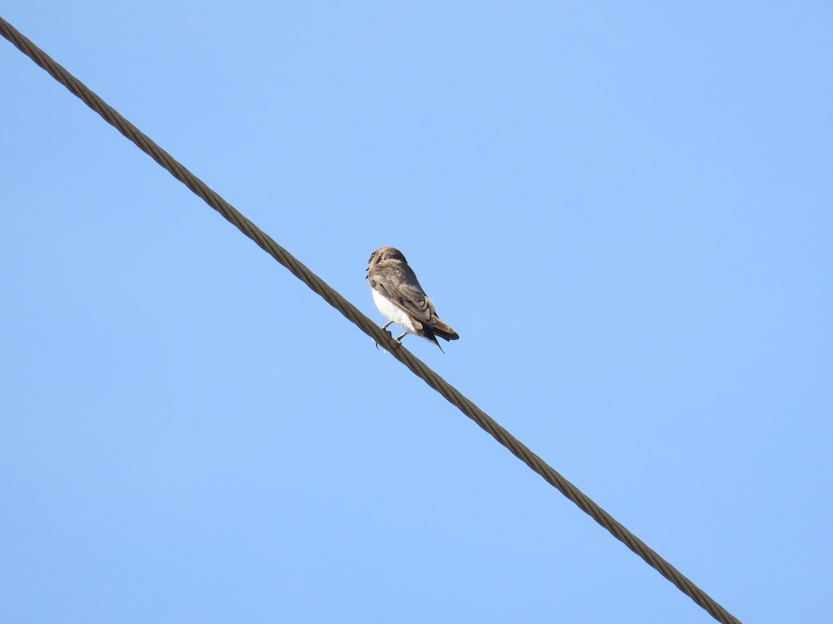 Gray-throated Martin - ML622093993