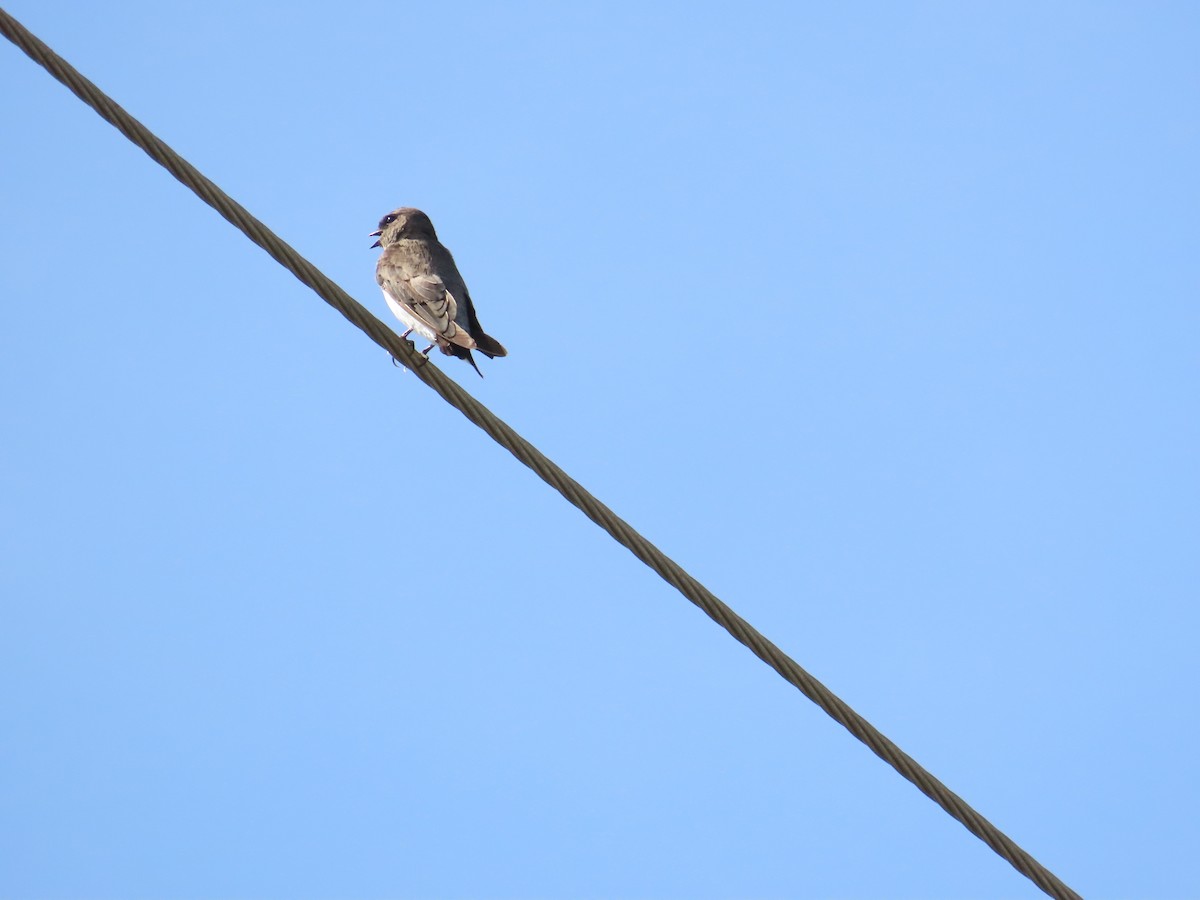 Gray-throated Martin - ML622093994