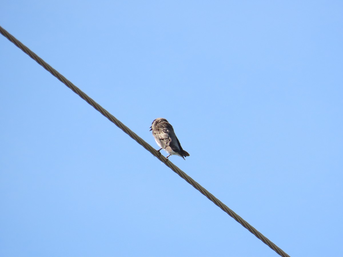 Gray-throated Martin - 韋勳 陳