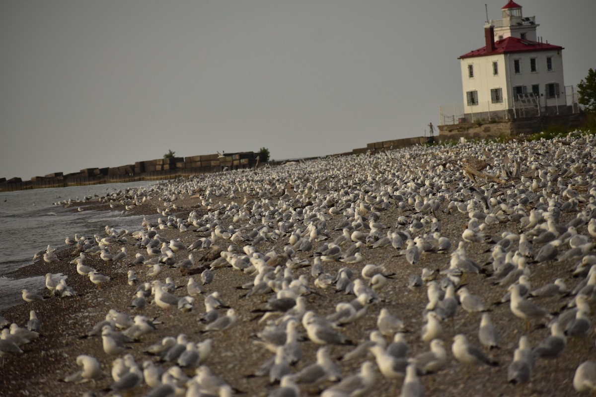 Ring-billed Gull - Connor Daugherty