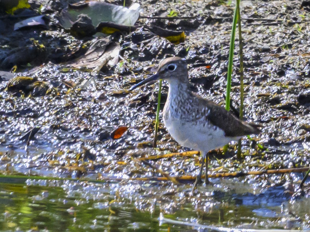 Spotted Sandpiper - ML622094000