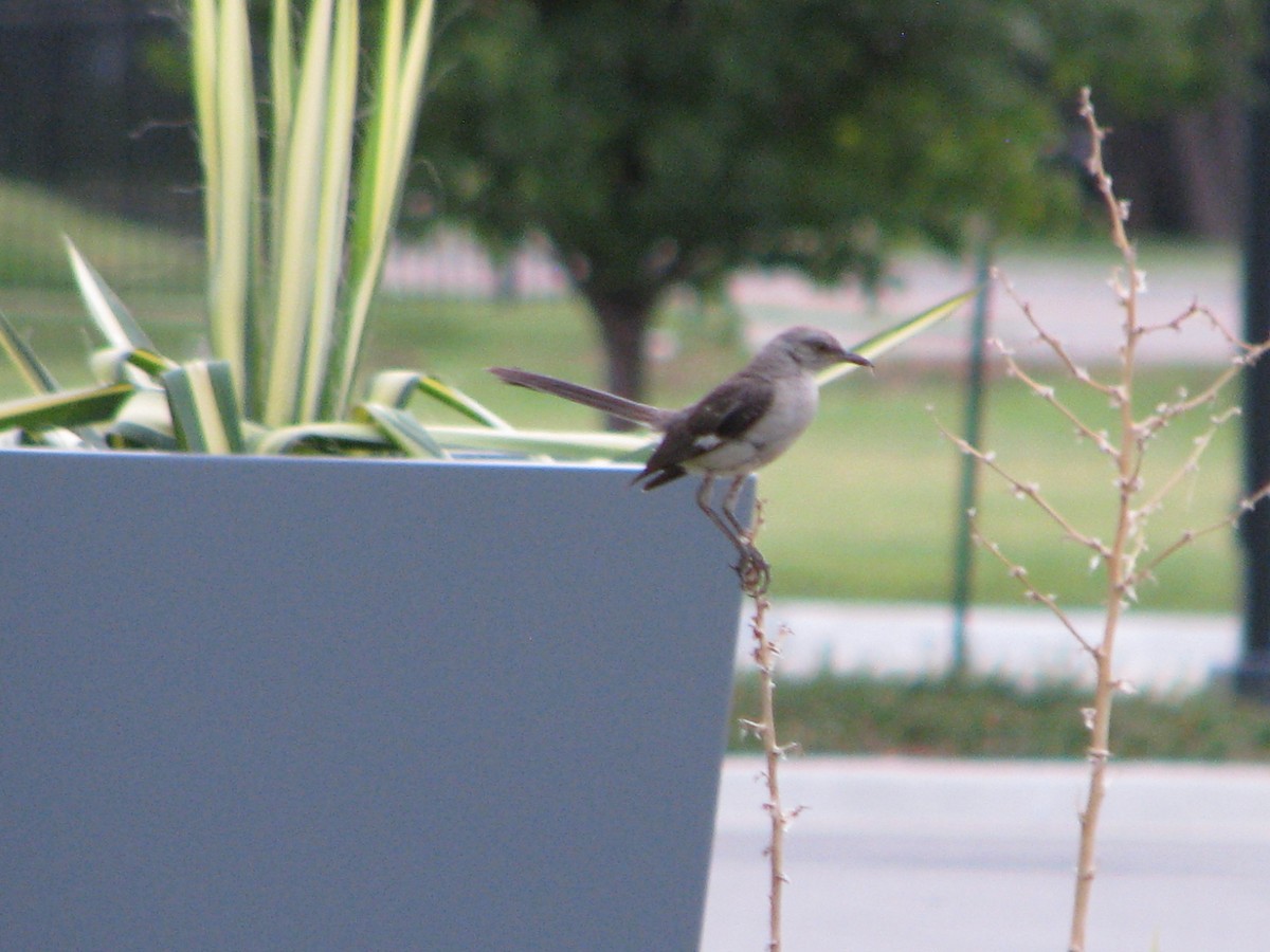 Northern Mockingbird - ML622094001