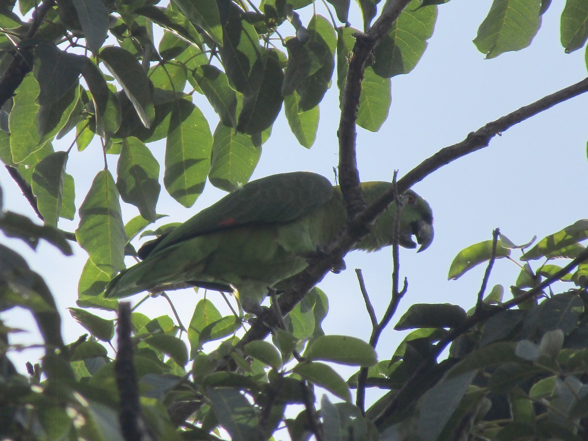 Yellow-naped Parrot - ML622094002