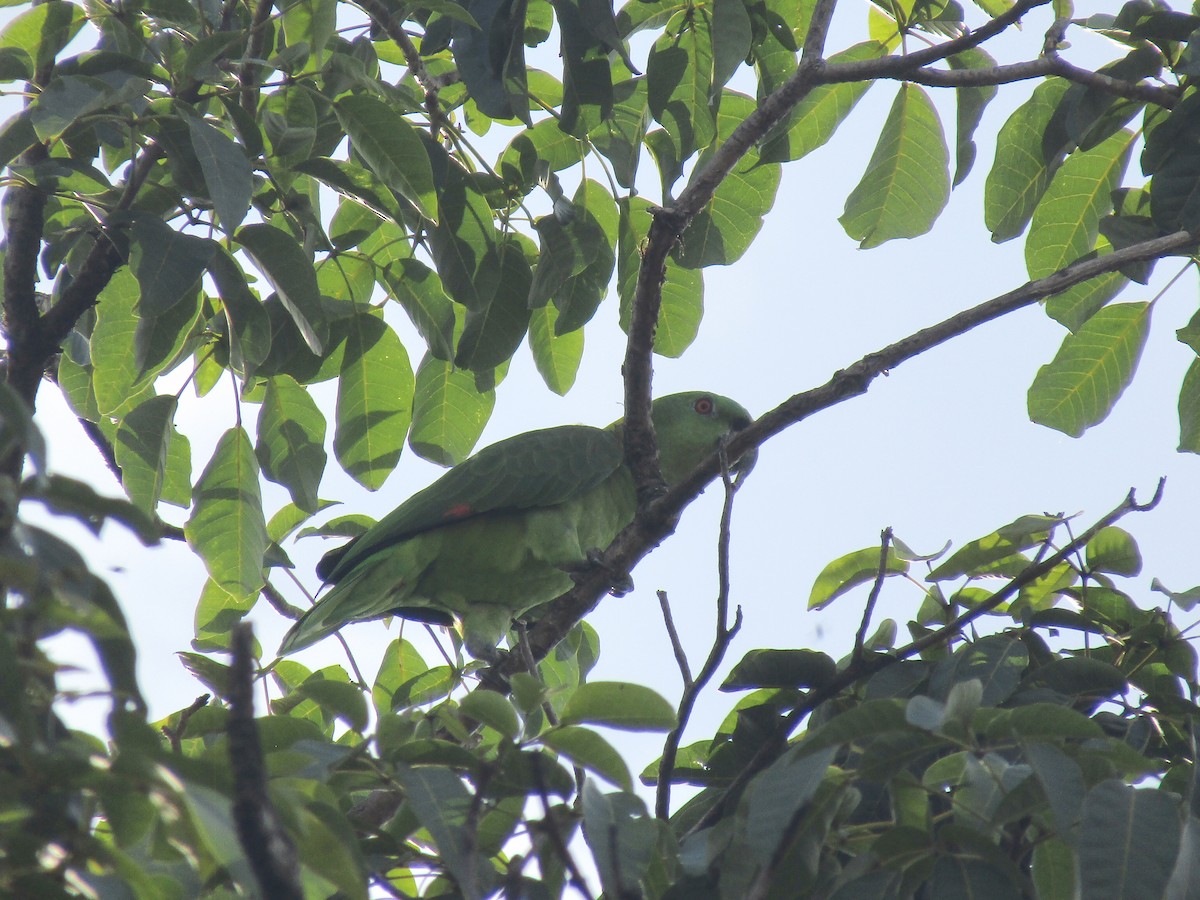 キエリボウシインコ - ML622094003