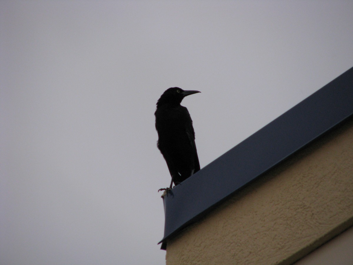 Great-tailed Grackle - ML622094005