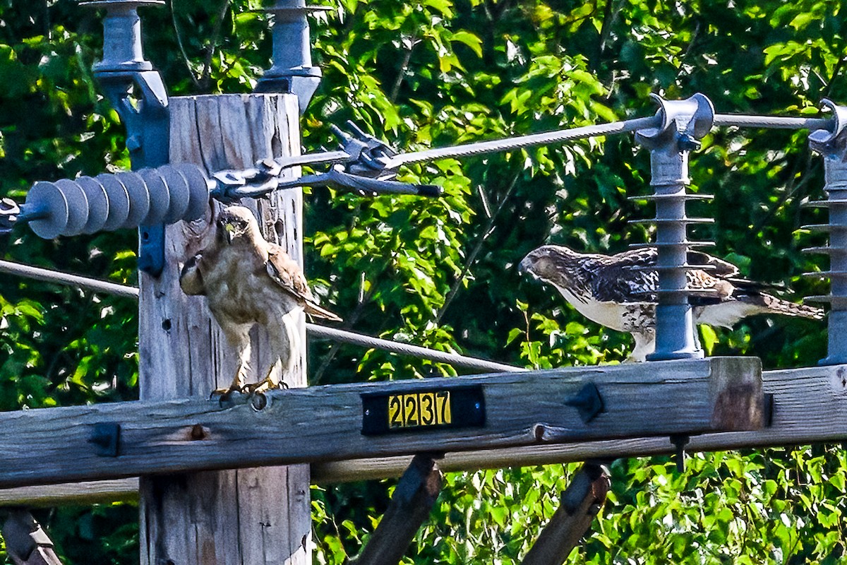 Red-tailed Hawk - Clark Johnson