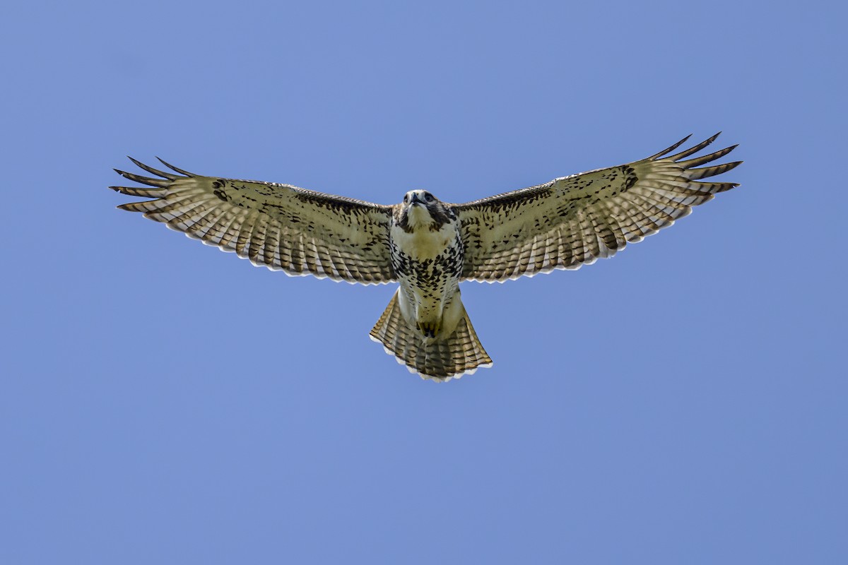 Red-tailed Hawk - ML622094010