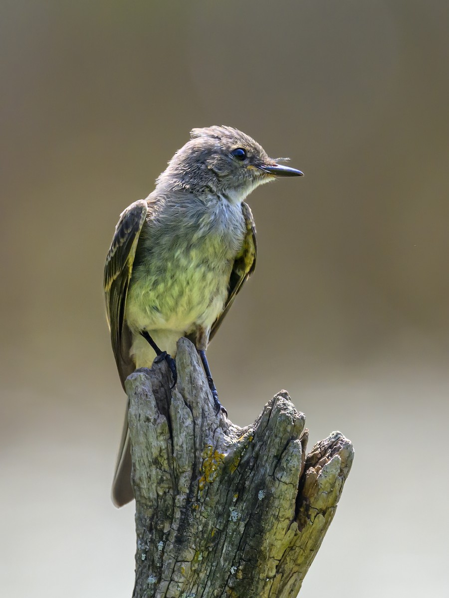 Eastern Phoebe - ML622094012