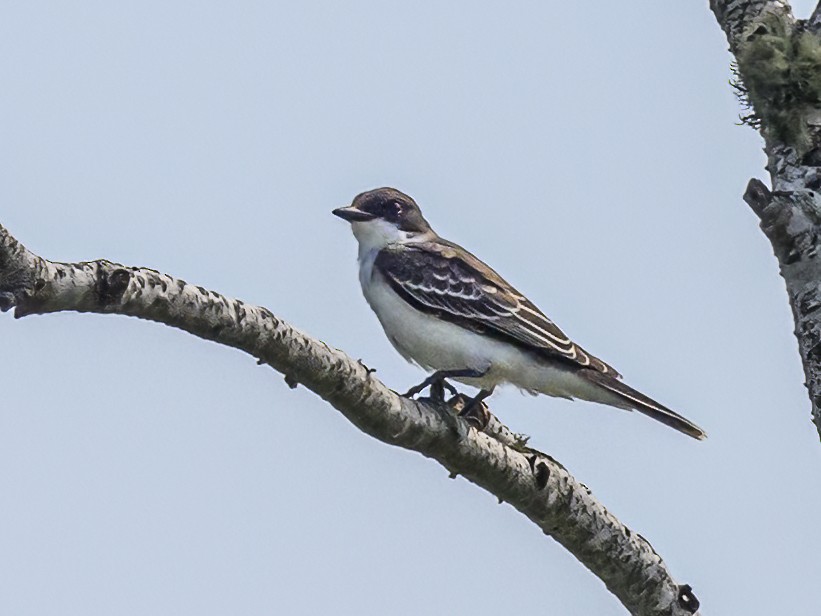 Eastern Kingbird - ML622094014