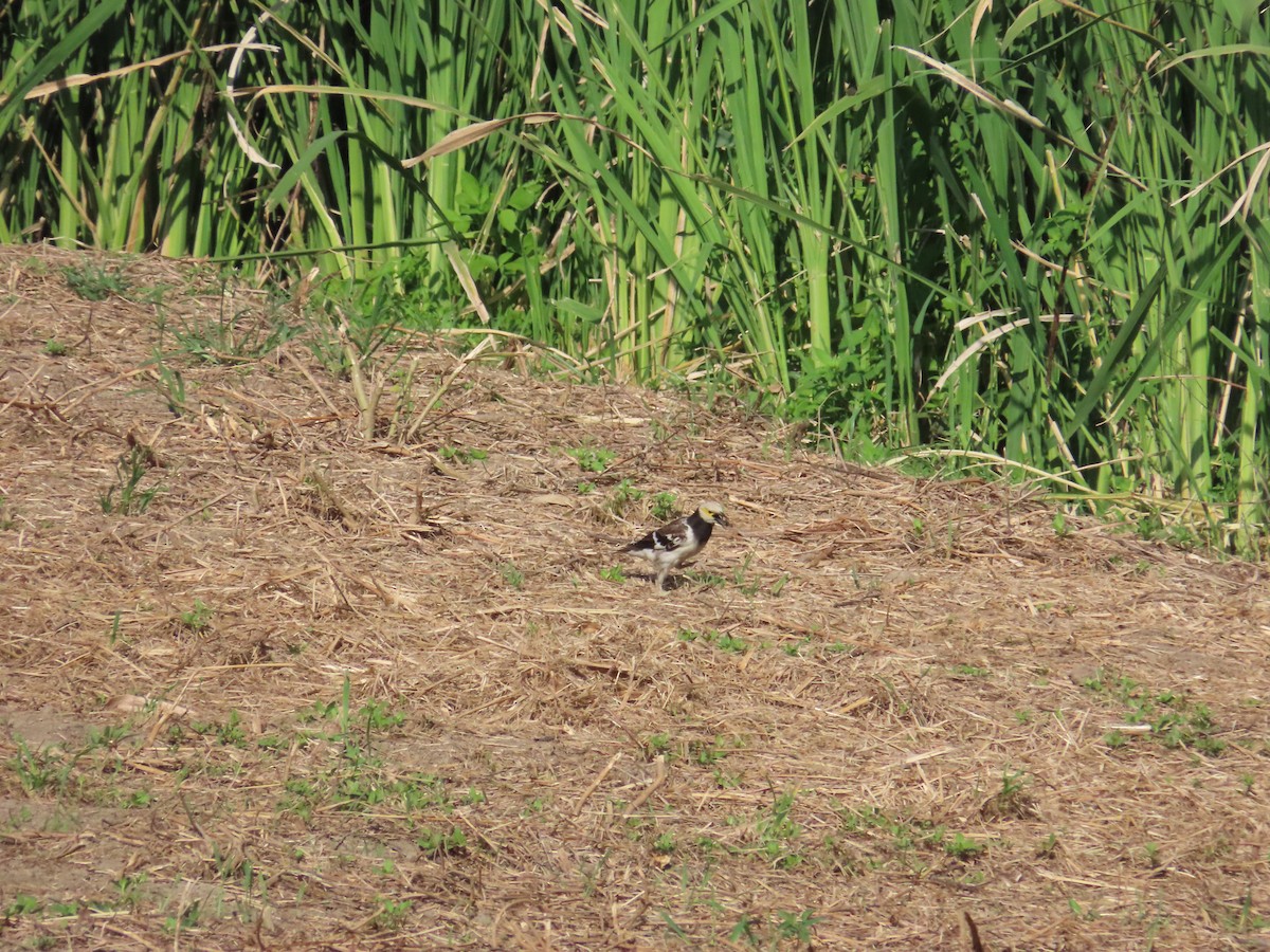 Black-collared Starling - 韋勳 陳