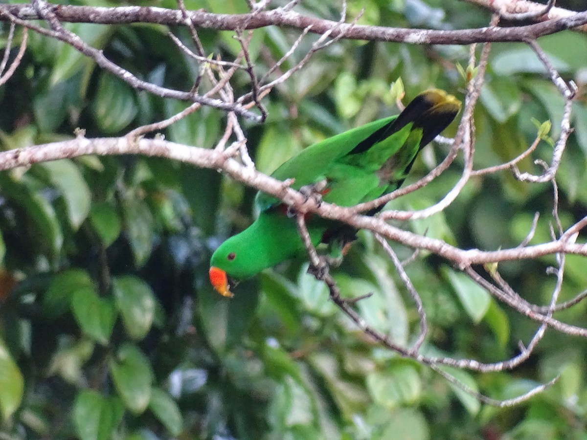 Papuan Eclectus - ML622094024