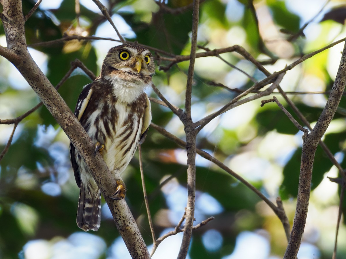 Ferruginous Pygmy-Owl (Ferruginous) - Nick Athanas