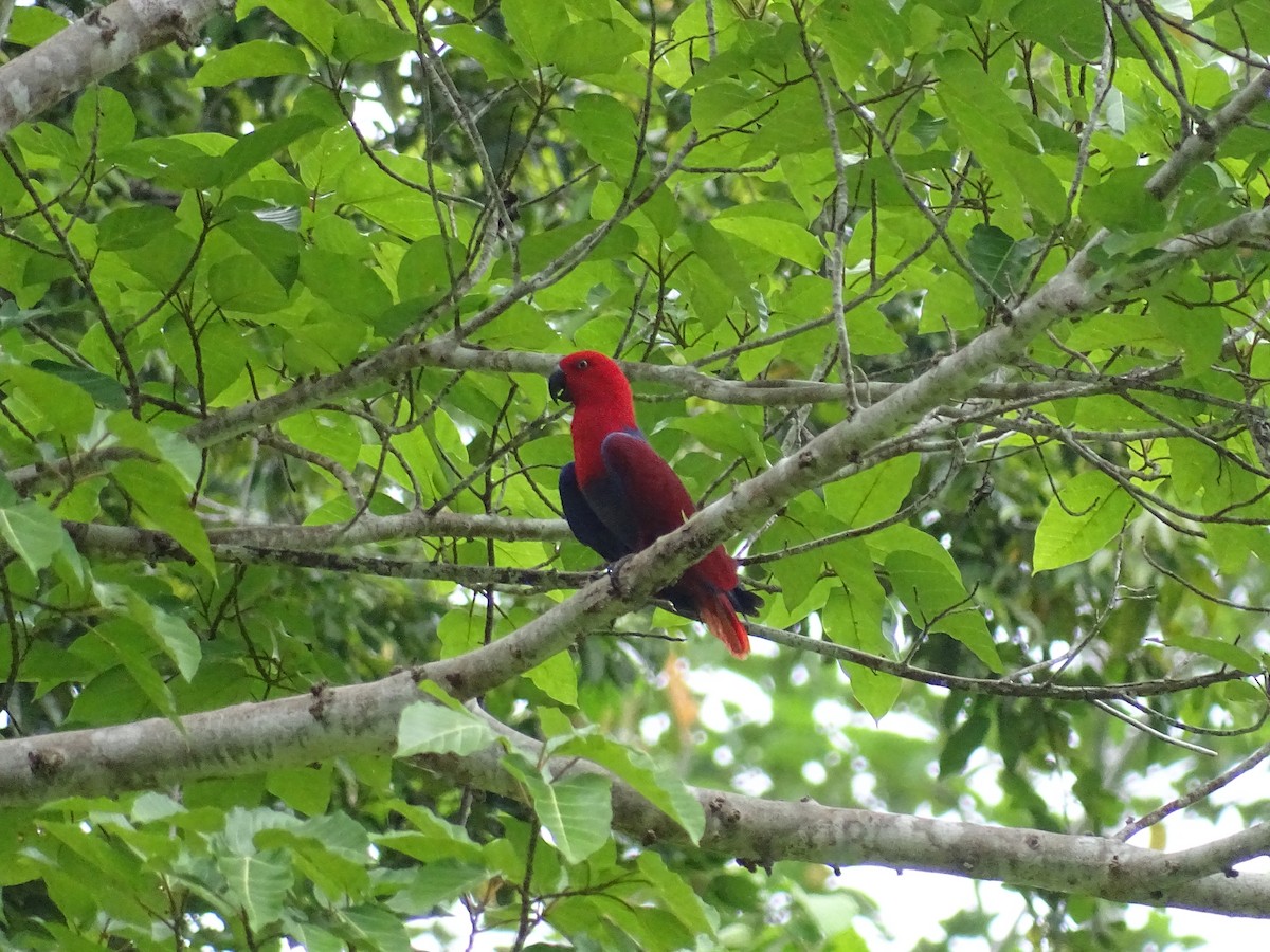 Papuan Eclectus - ML622094028