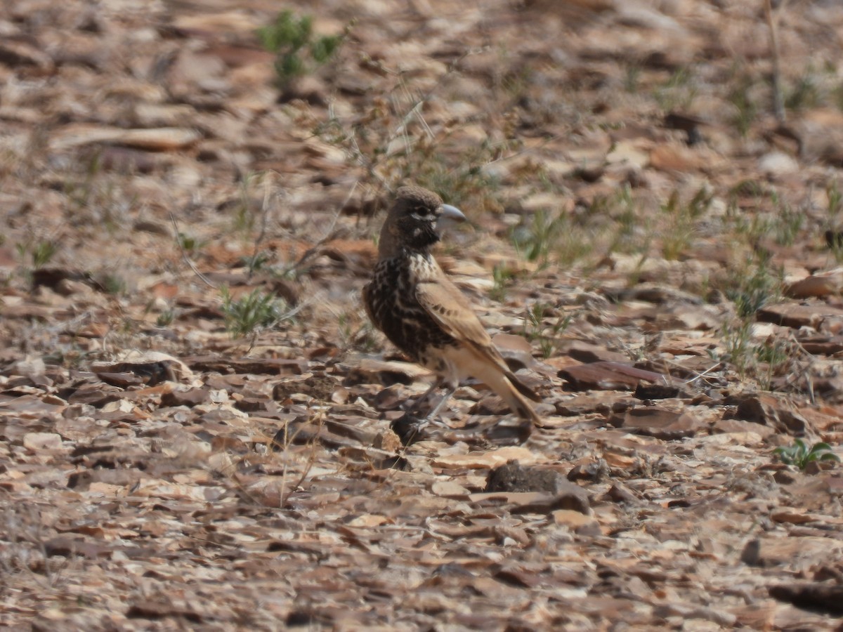 Thick-billed Lark - ML622094036