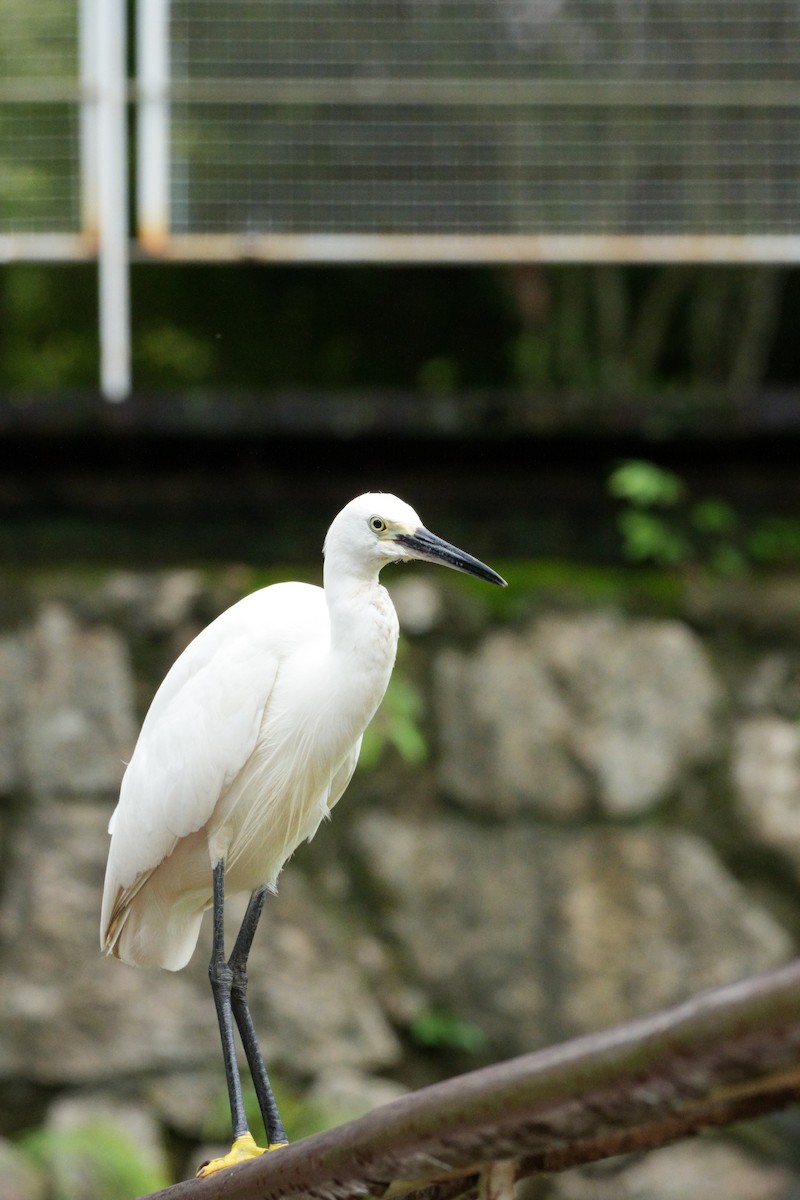 Little Egret - ML622094037