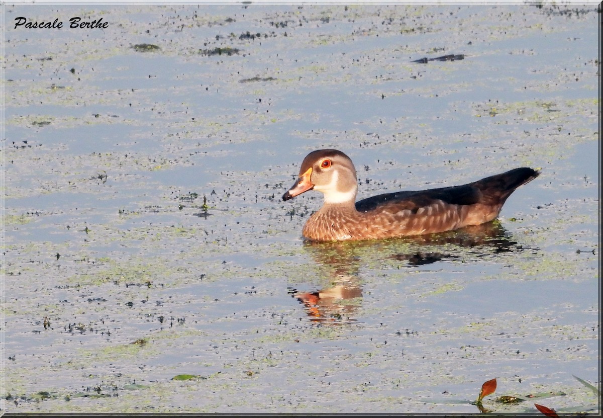 Wood Duck - ML622094039