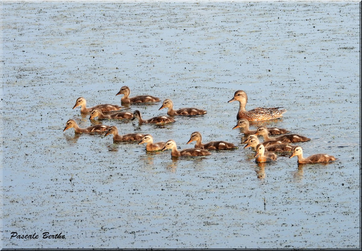 Gadwall - ML622094040