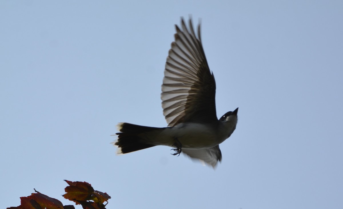 Eastern Kingbird - ML622094041