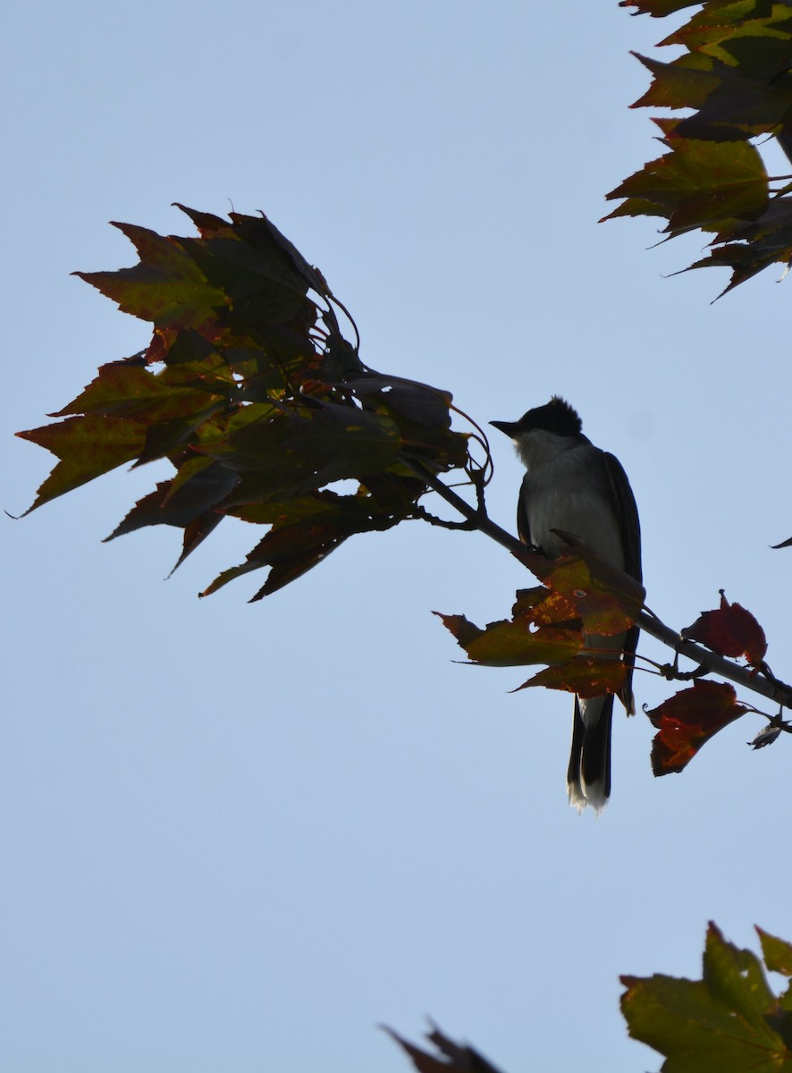 Eastern Kingbird - Dominique Blanc