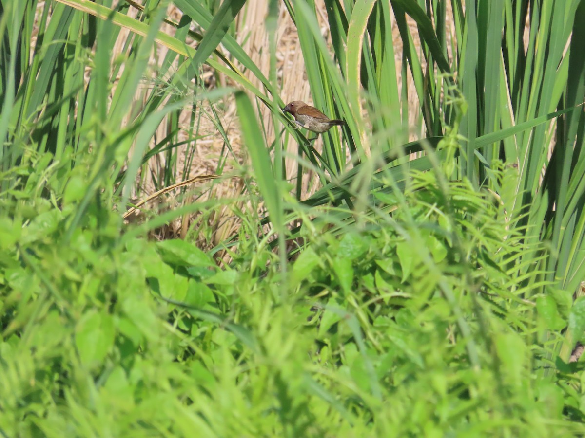 Scaly-breasted Munia - ML622094044