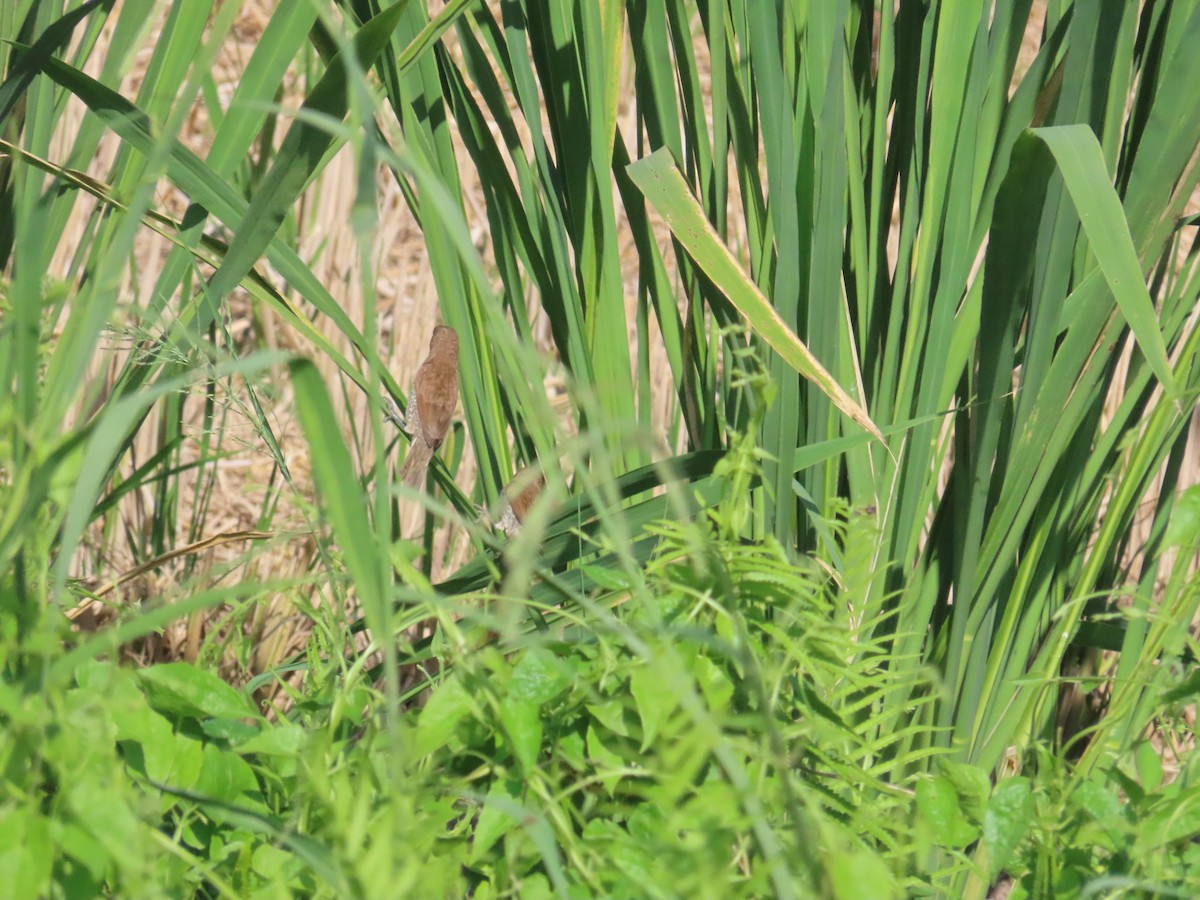 Scaly-breasted Munia - 韋勳 陳