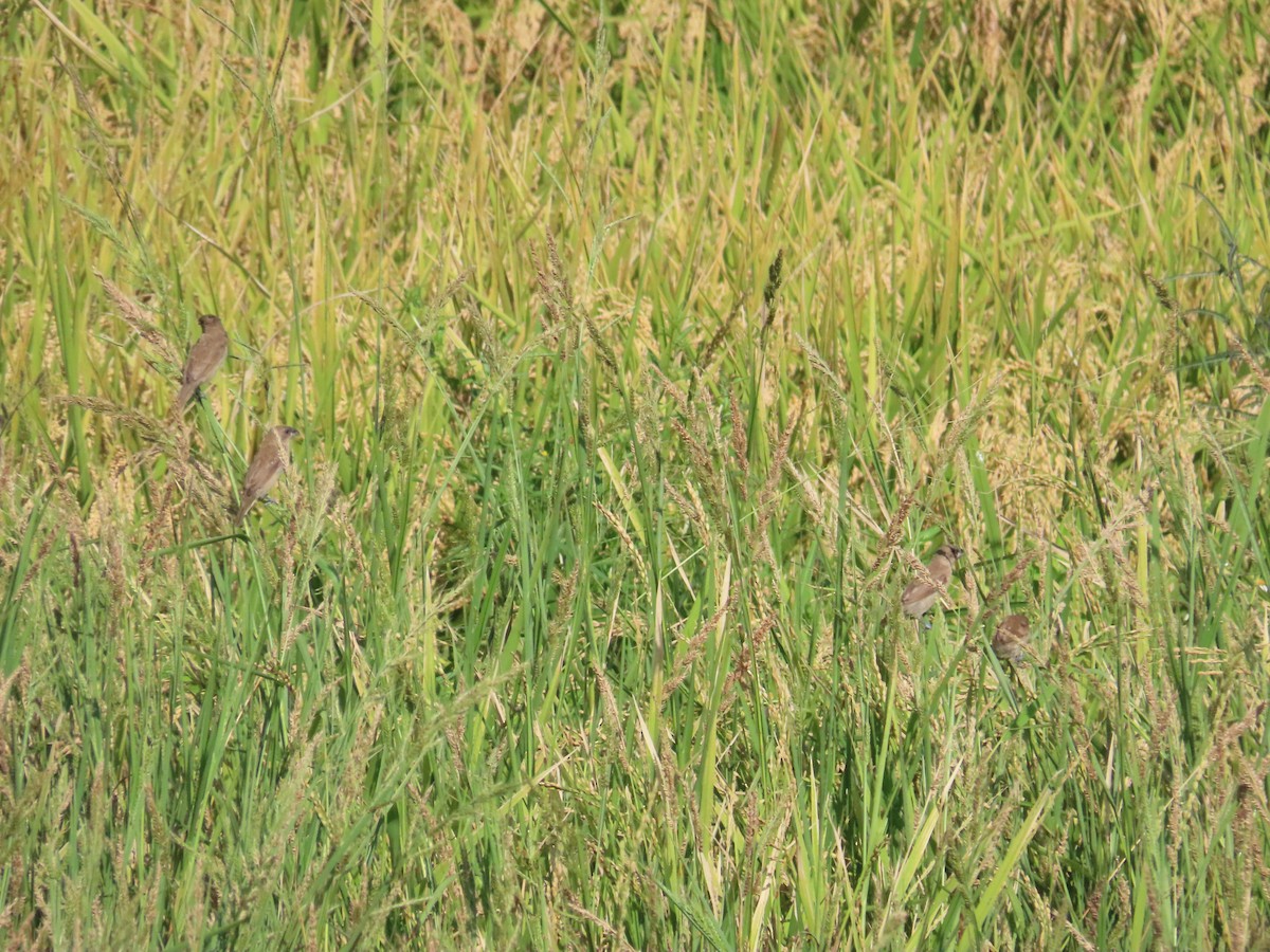 Scaly-breasted Munia - ML622094046