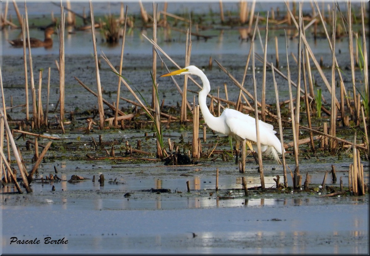 Great Egret - ML622094047