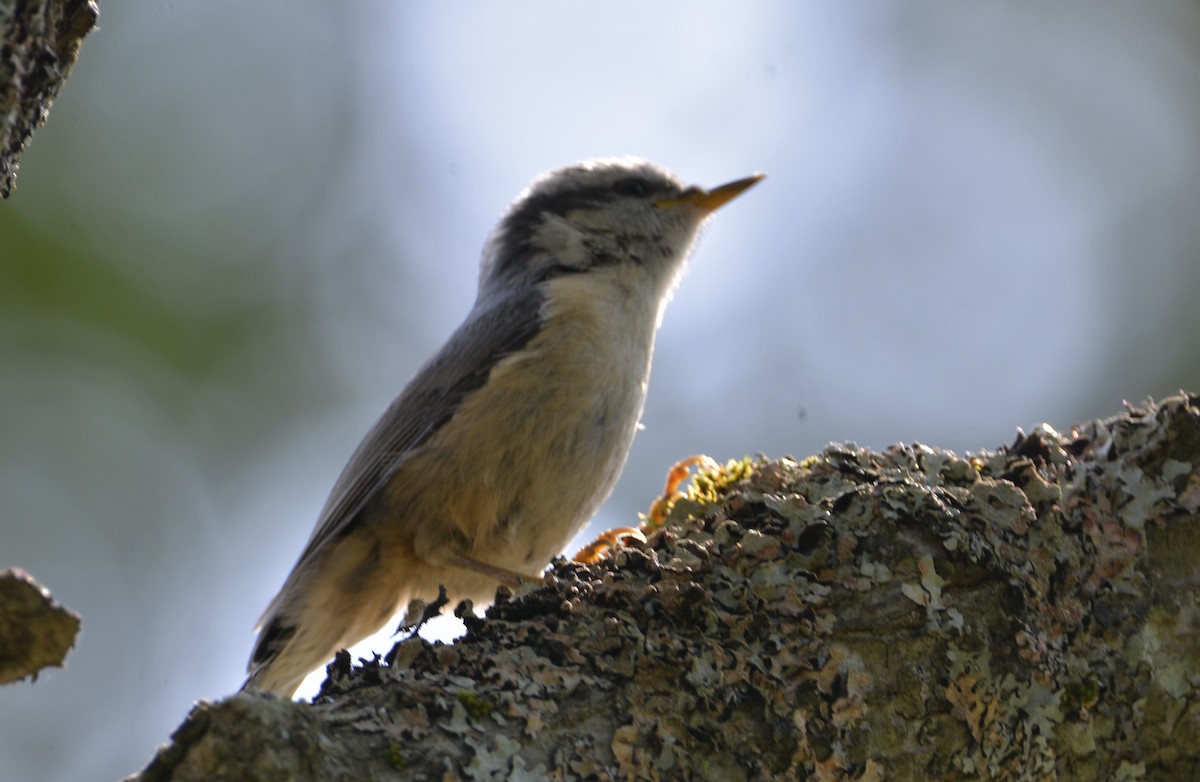 Red-breasted Nuthatch - ML622094048